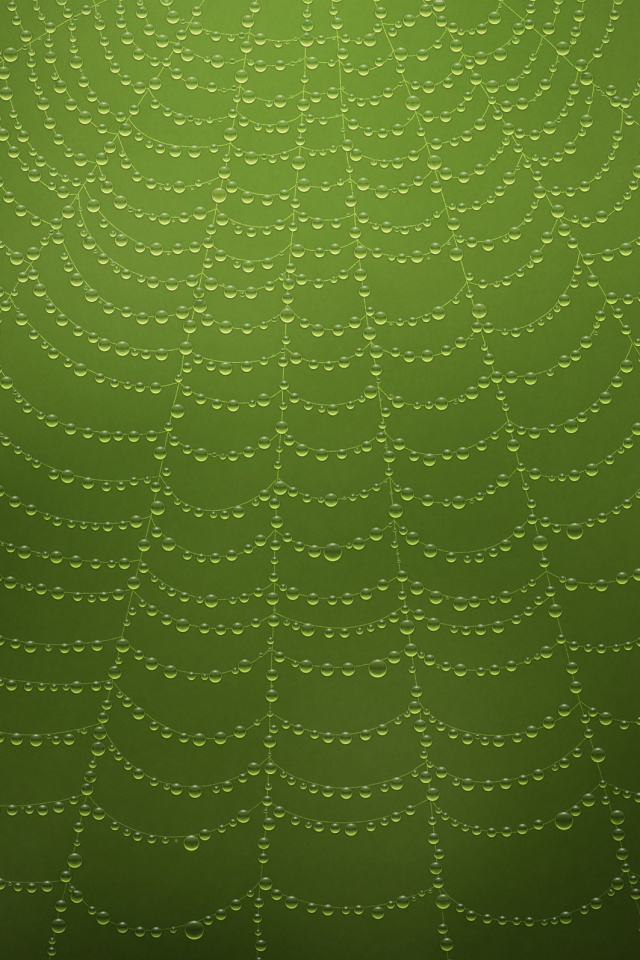 Роса на паутине обои