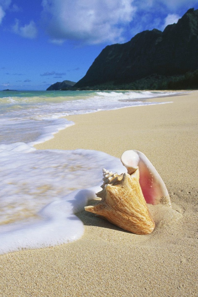 Морская раковина обои