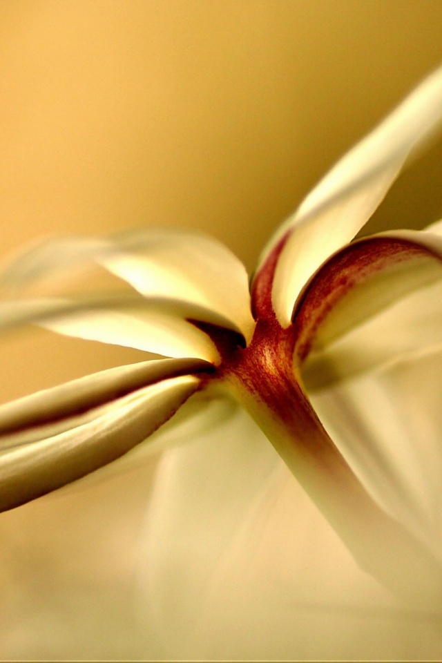 Цветок обои