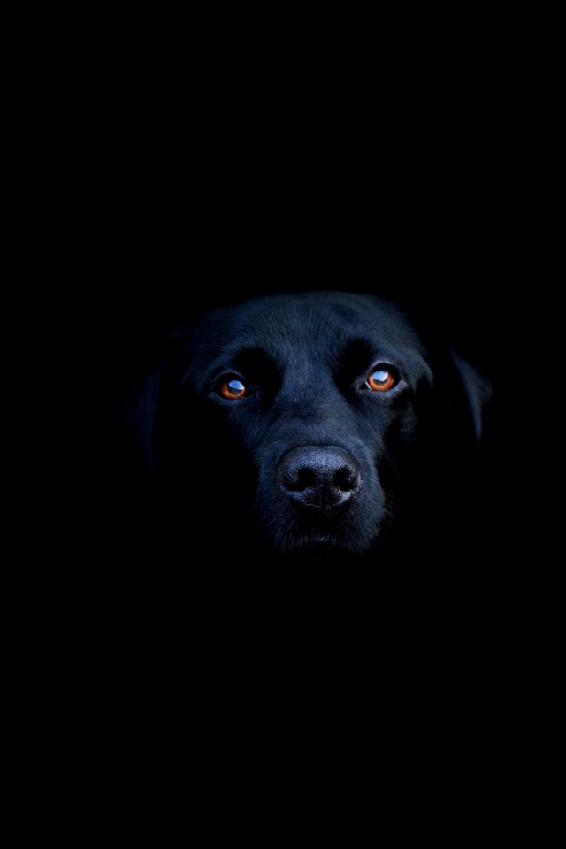 Чёрная собака в ночи обои
