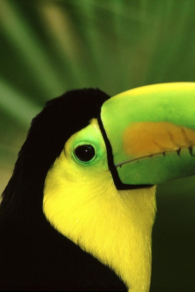 Грустный желтогрудый тукан обои