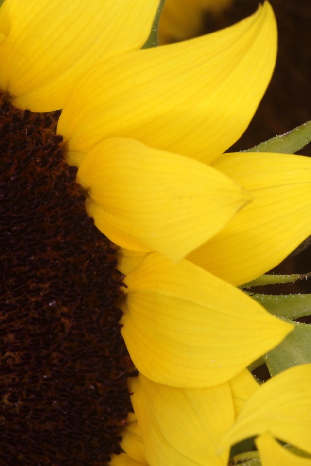 Подсолнухи обои