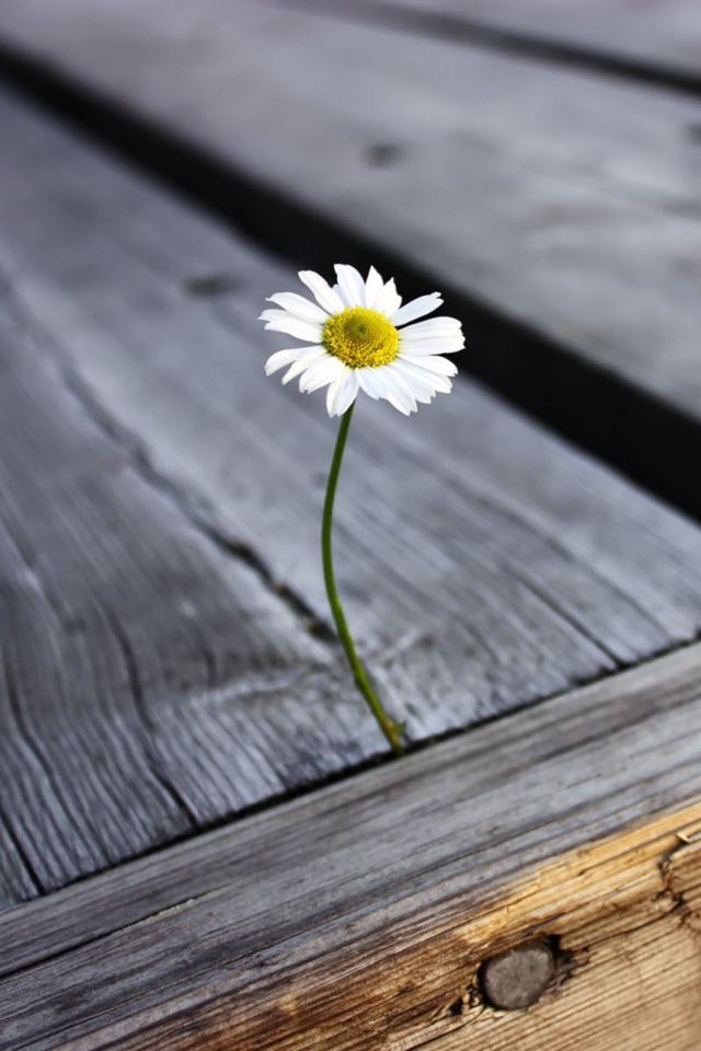 Жизнь среди смерти обои