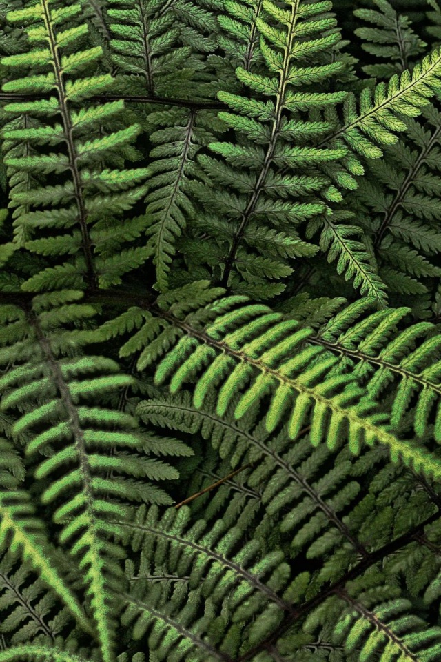 Папоротник обои