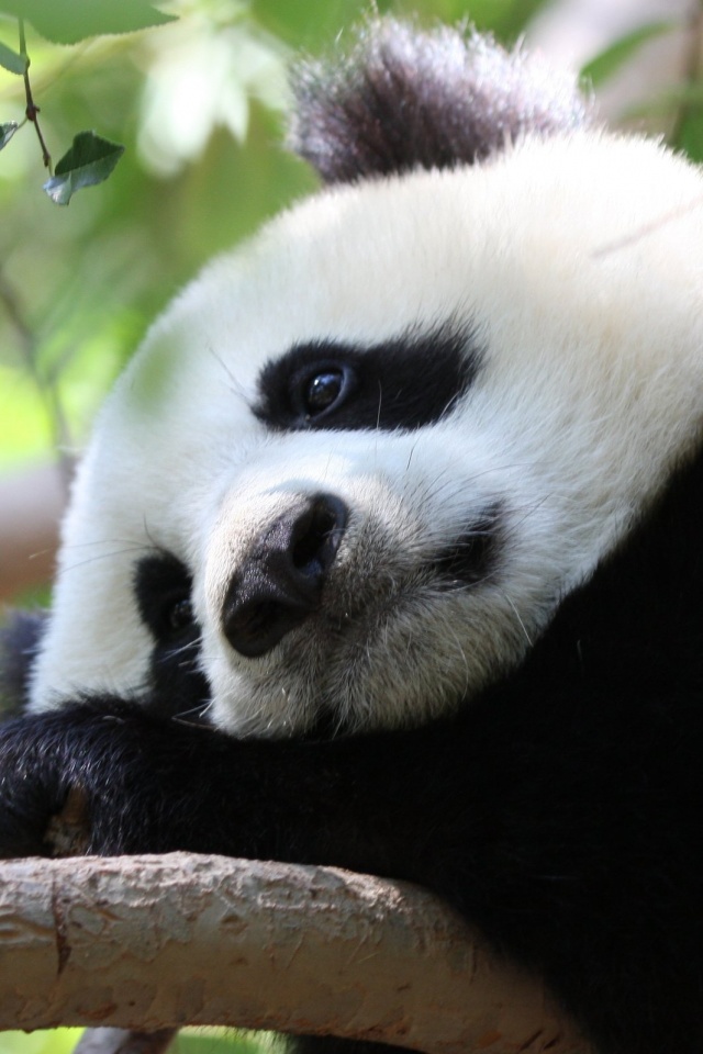 Грустный панда обои