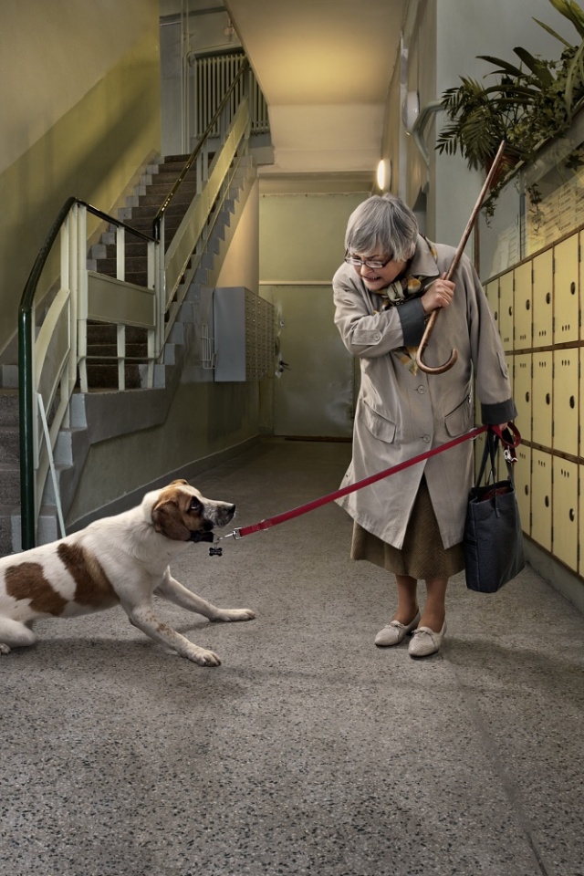 Непослушная собака обои