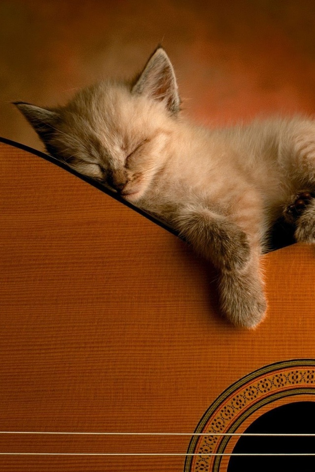 Котенок на гитаре обои