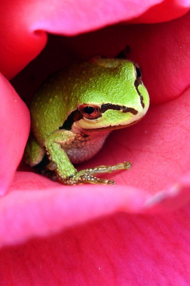 Куда это ты смотришь? обои