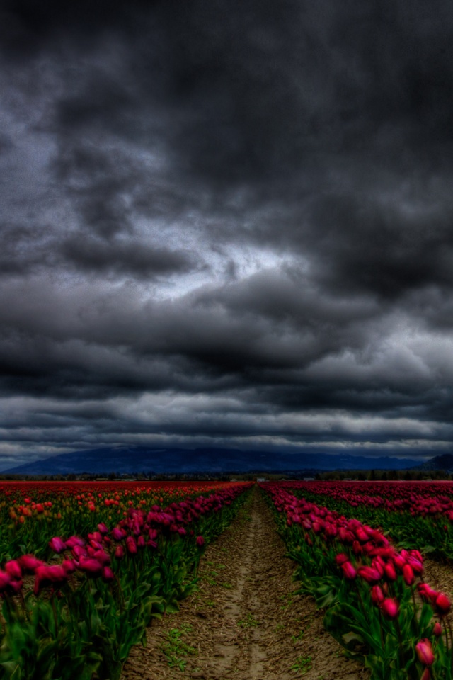Цветочное поле под грозовым небом обои