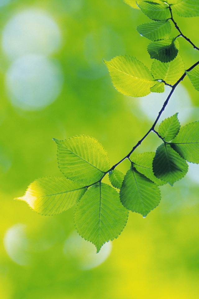 Зеленая ветка с листьями обои