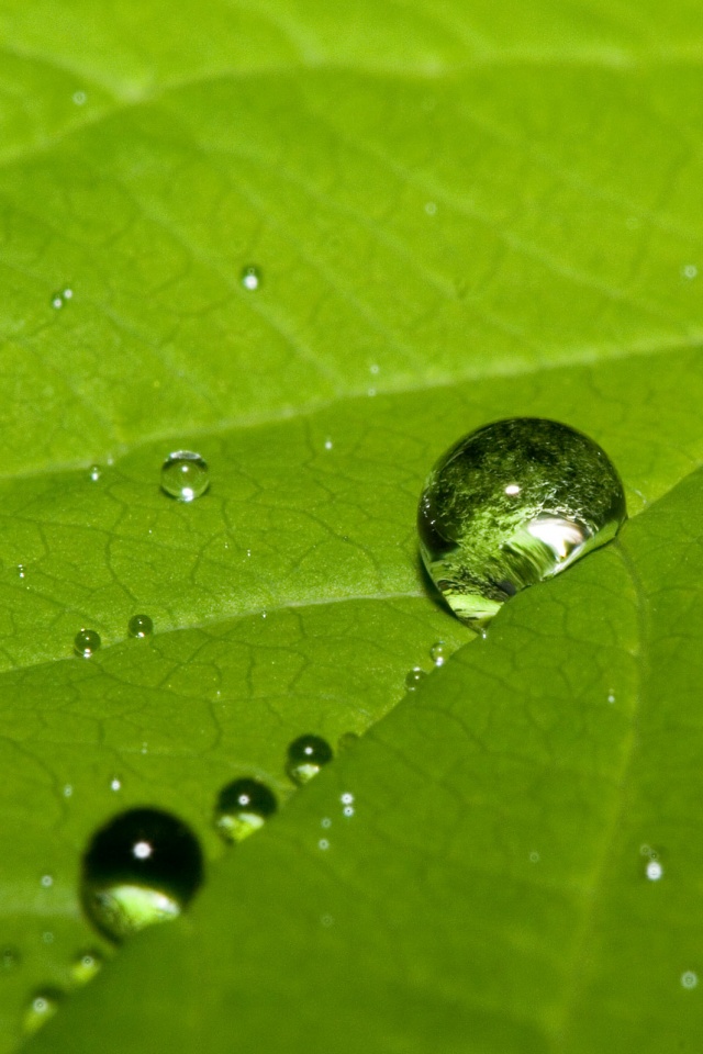 Капли на листе обои