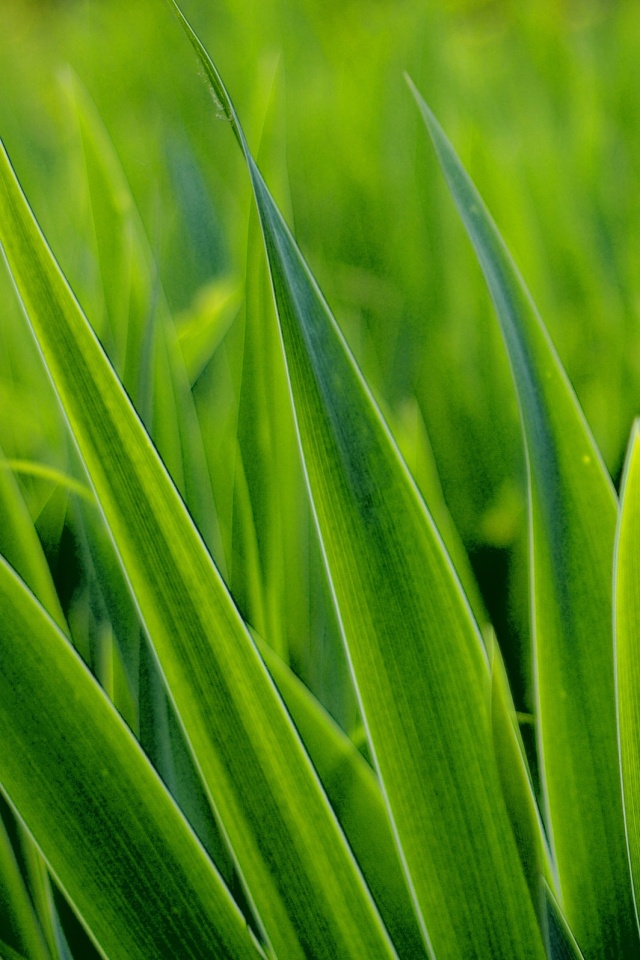 Идеальная зелень обои