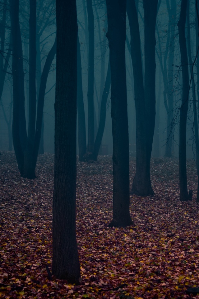 Таинственный лес обои