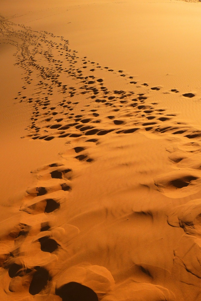 Следы в пустыне обои