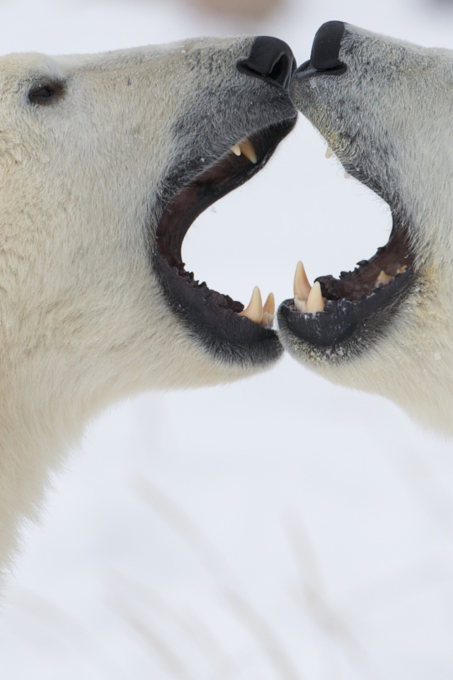 Полярные медведи обои