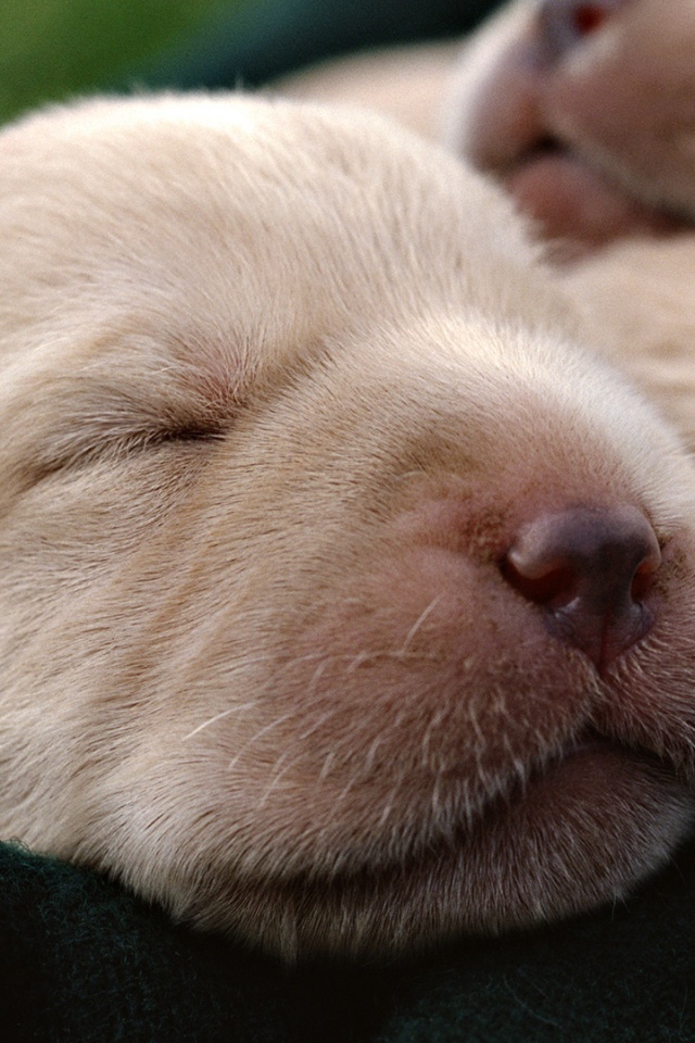 Мордочки симпатичных щенков обои