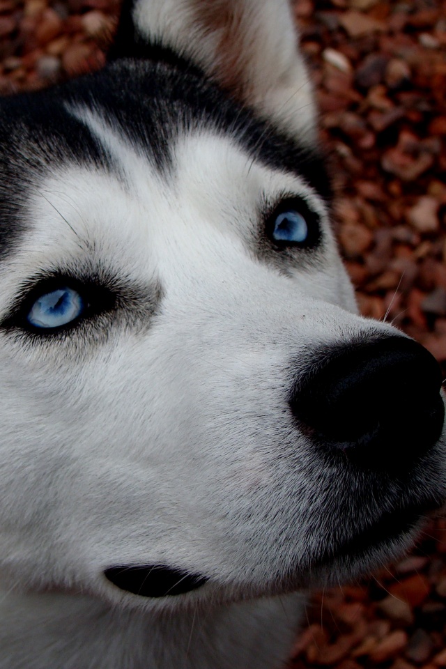 Собака хаски обои