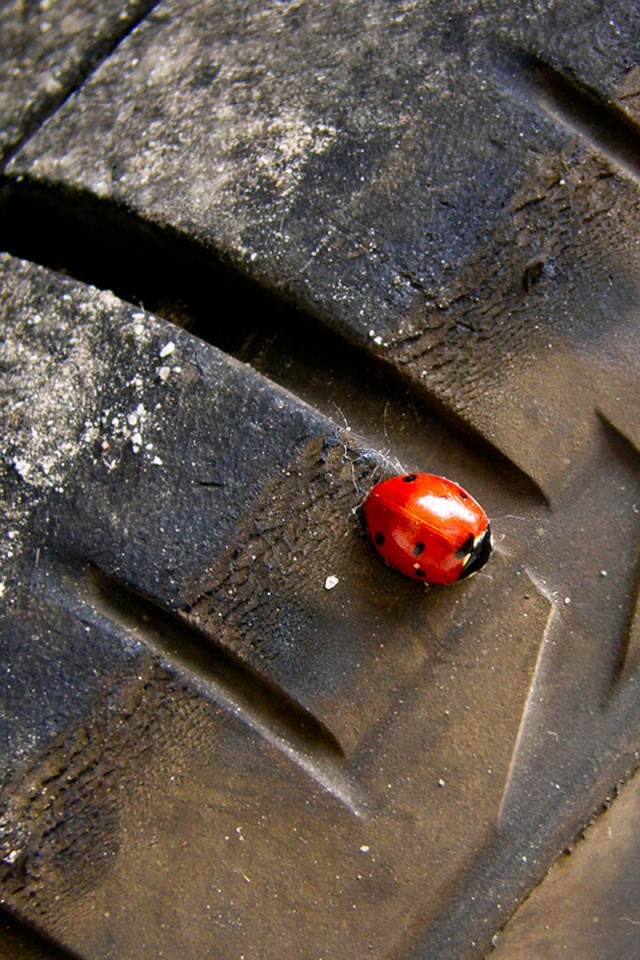 Божья коровка на автомобильной покрышке обои