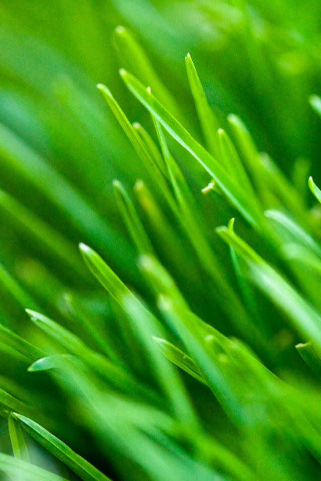 Зеленая свежая трава обои
