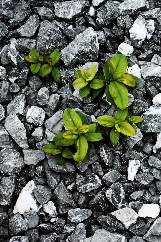 Цветы среди камней обои