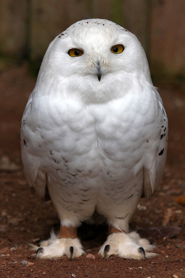 Белая сова обои