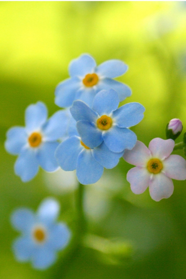 Обои цветов обои