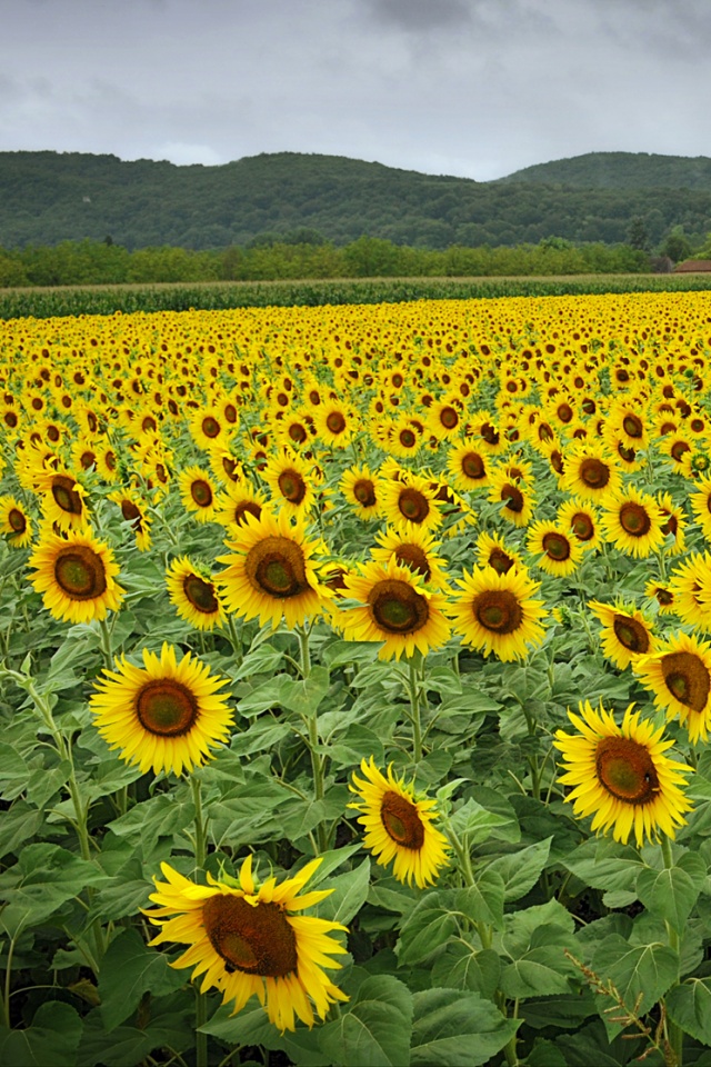 Живописное поле подсолнухов обои