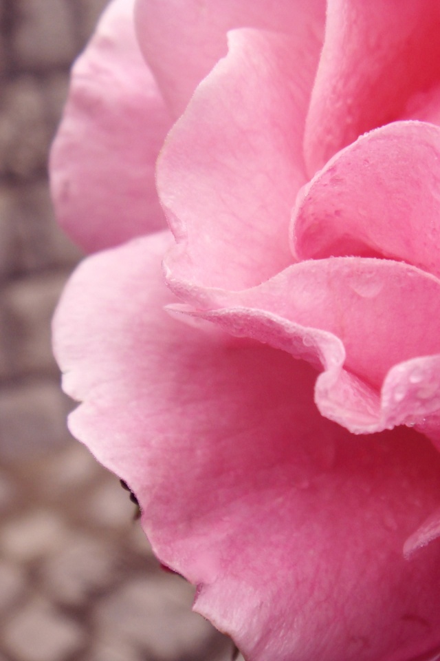 Уличная роза обои