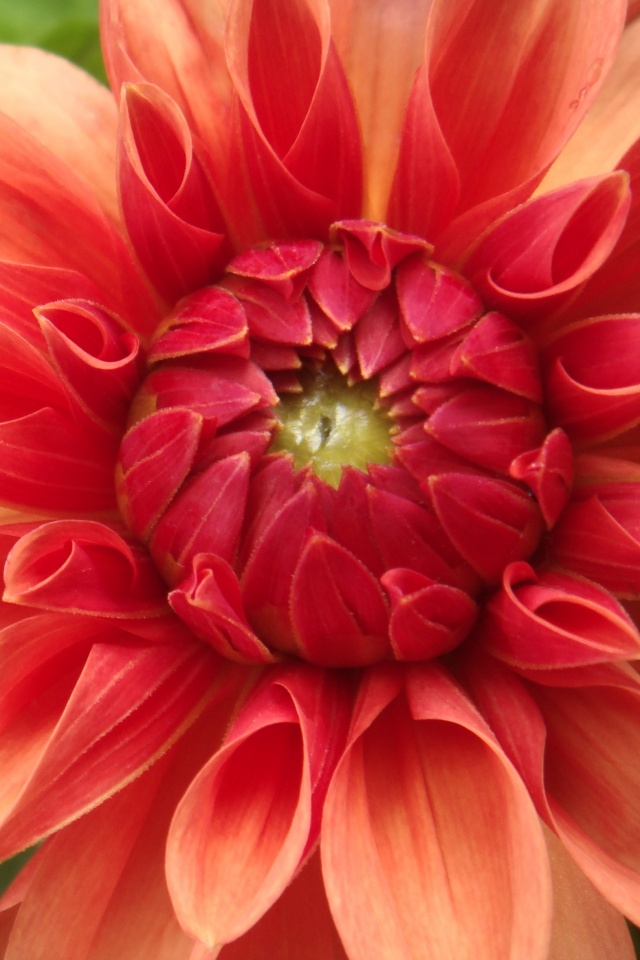 Аленький цветочек обои