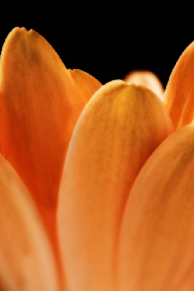 Цветочные лепестки обои