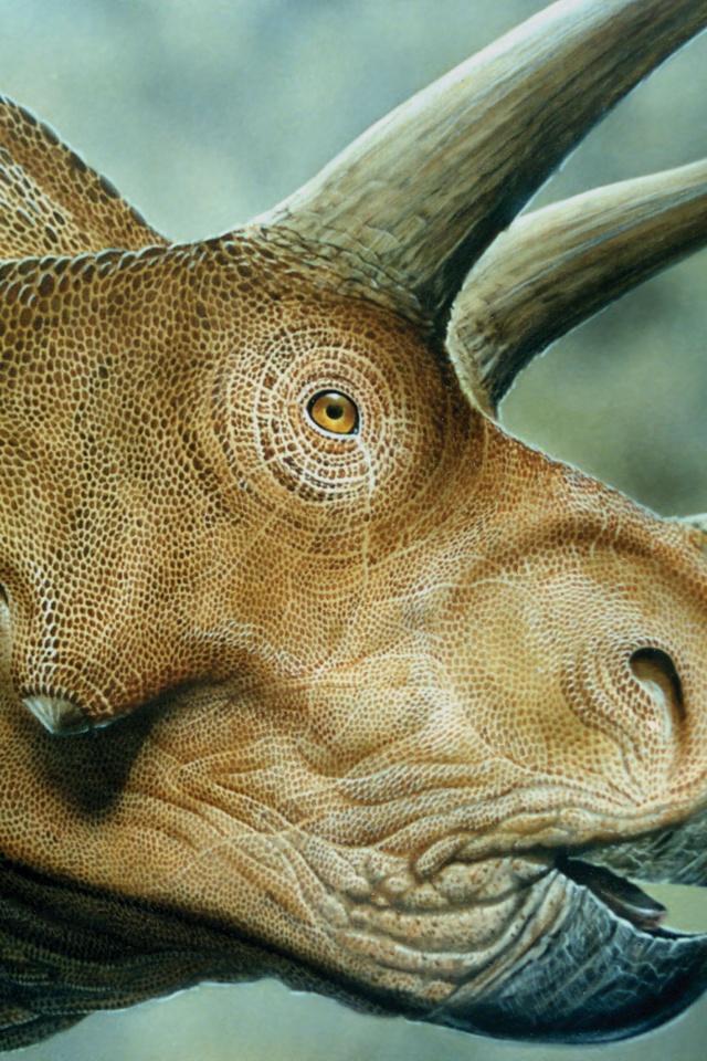 Трицератопс обои