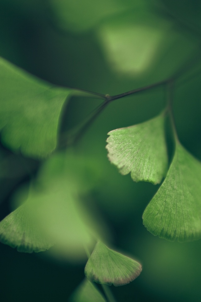 Дикие зеленые листья обои