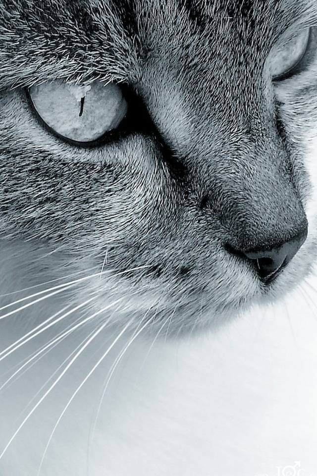 Очень красивый кот обои