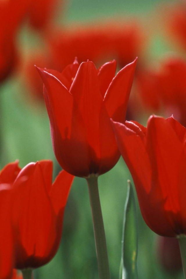 Красные цветы обои