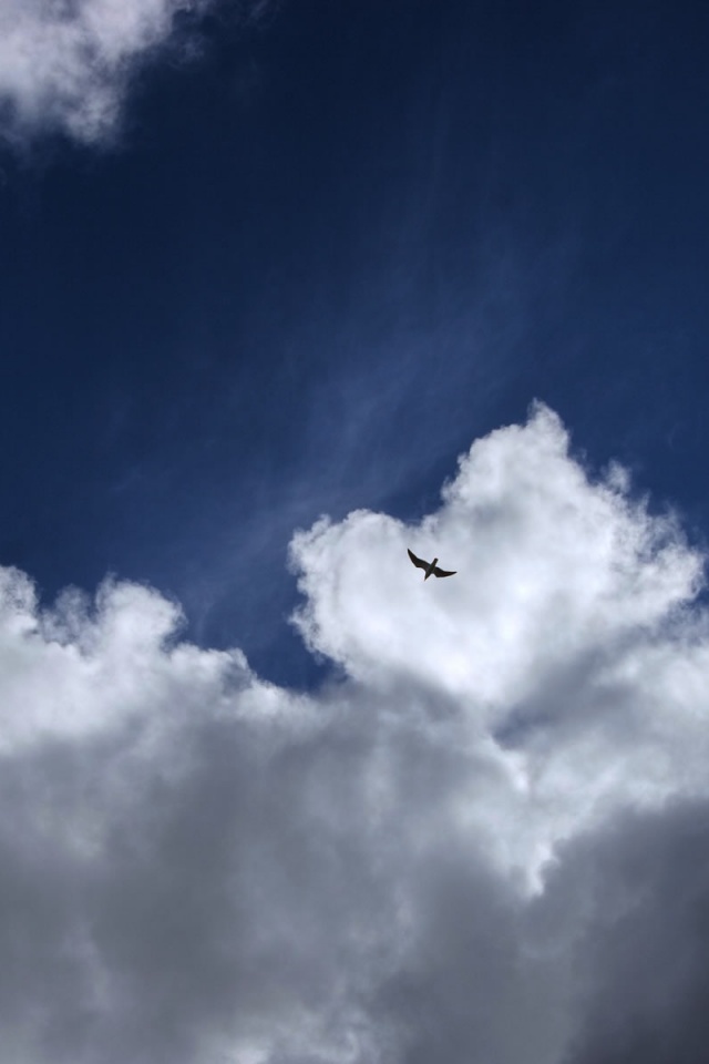 Птица в небе обои
