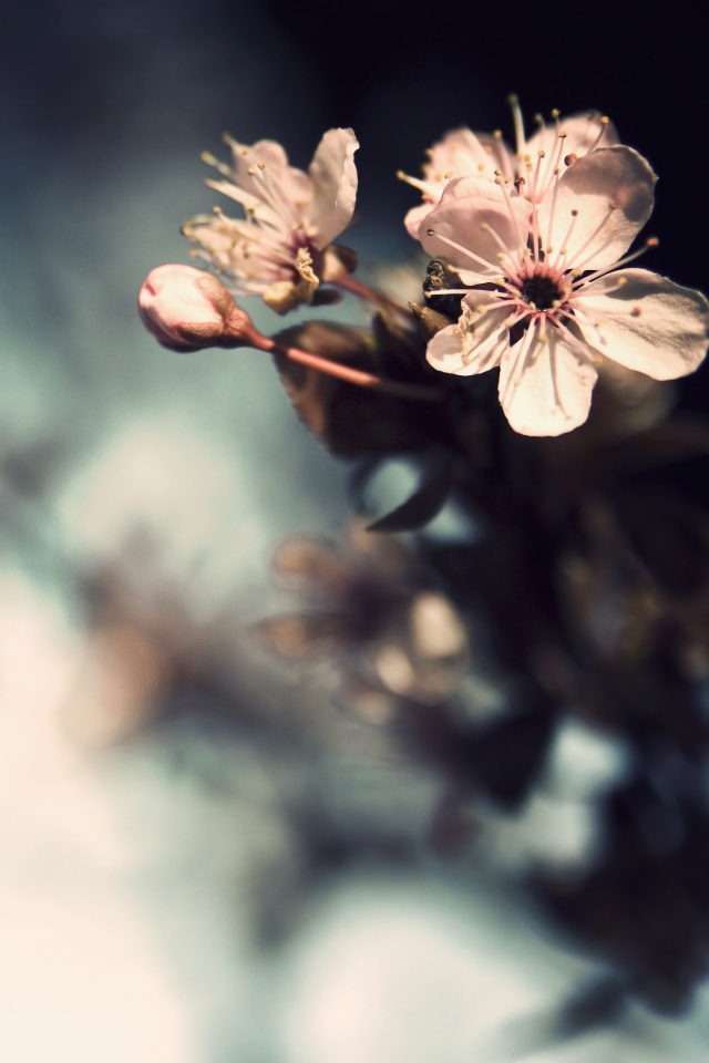 Цветок вишни обои