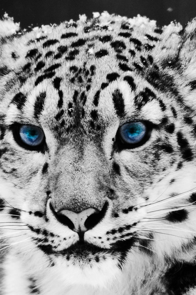 Снежный барс обои