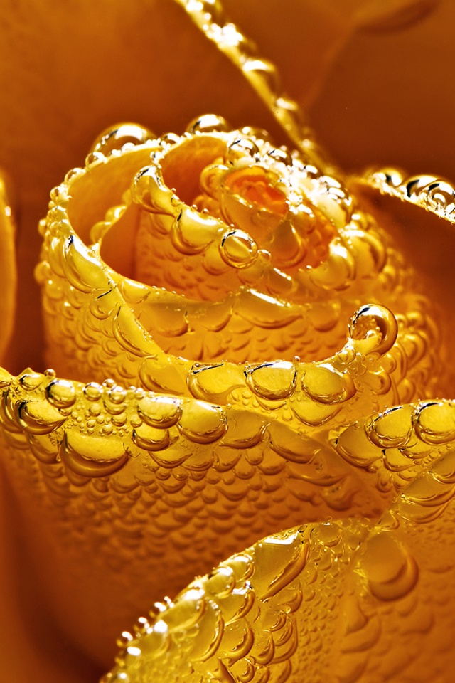 Мокрый желтый цветок обои