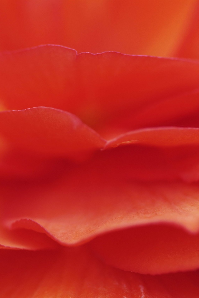 Лепестки красного цветка обои
