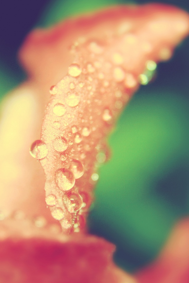 Капли росы на лепестке обои