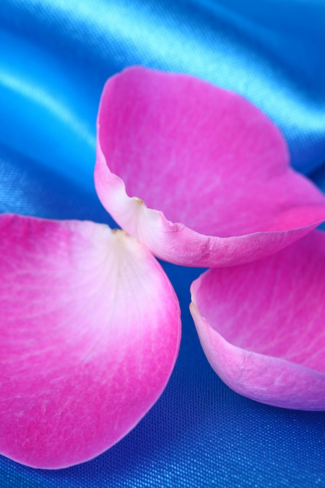 Лепестки розы на голубой ткани обои