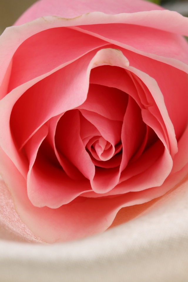 Нежная роза обои