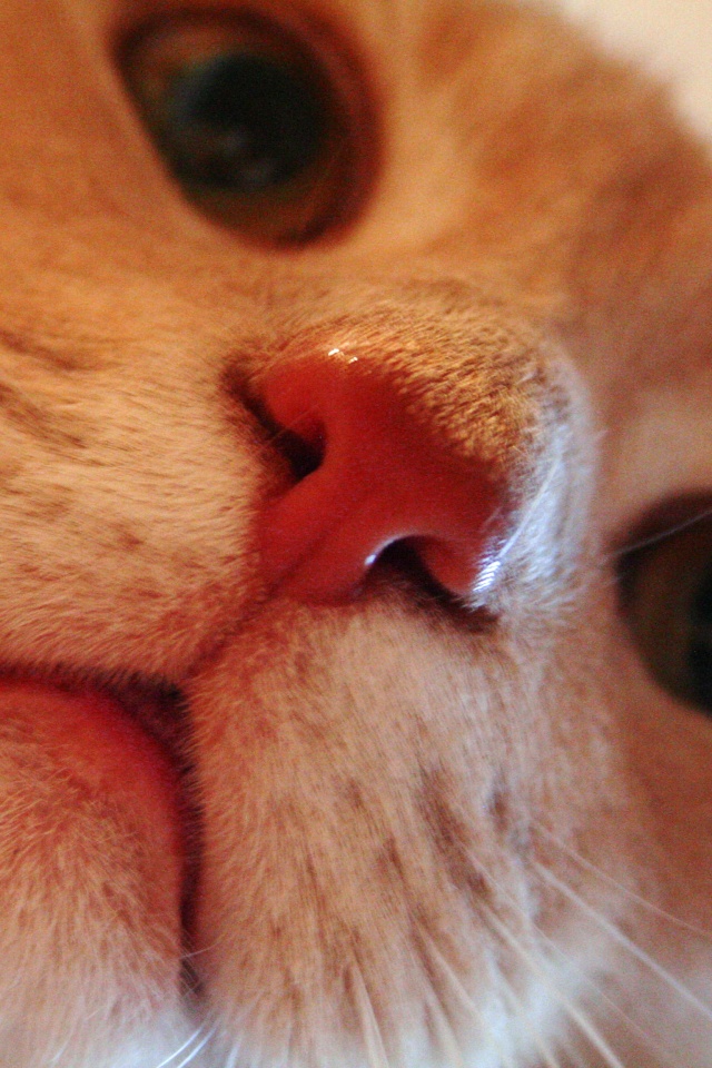 Носопырка обои