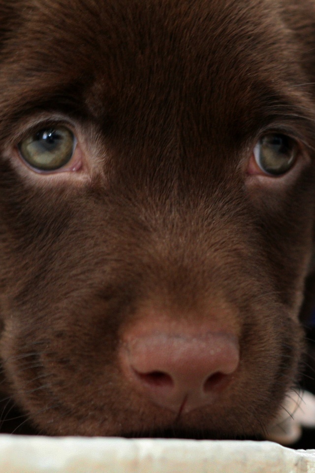 Пушистый шоколадка обои