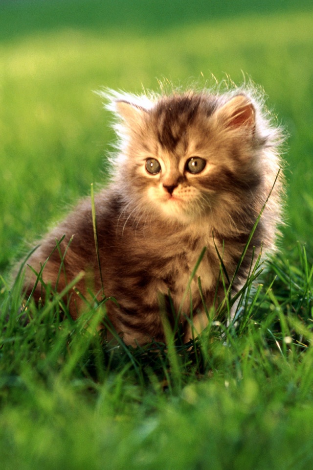 Пушистый котенок в траве обои