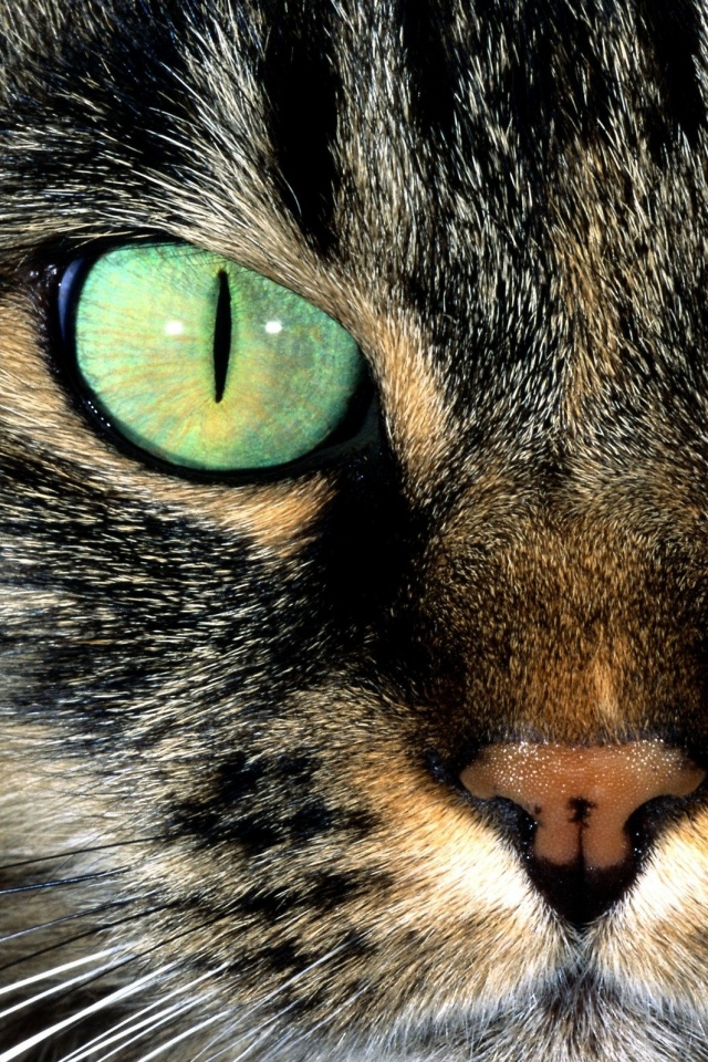 Кошачья морда обои