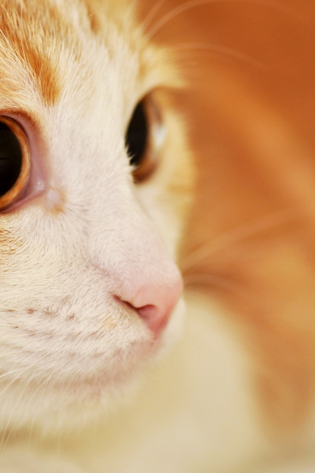 Кот с большими глазами обои