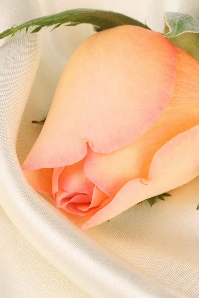 Свадебная роза обои