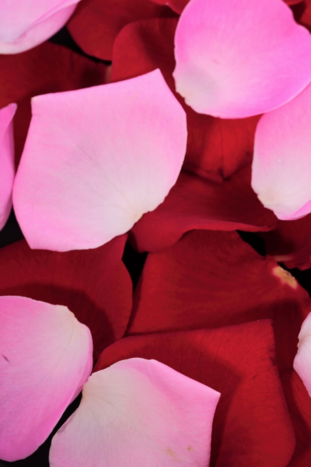 Розовые и красные лепестки обои