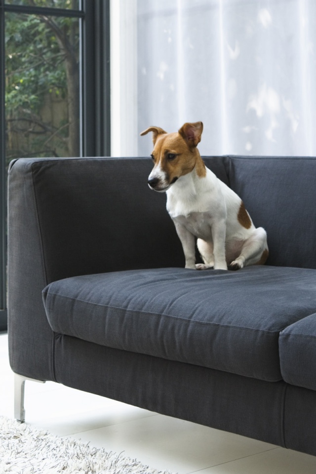 Пес на диване обои